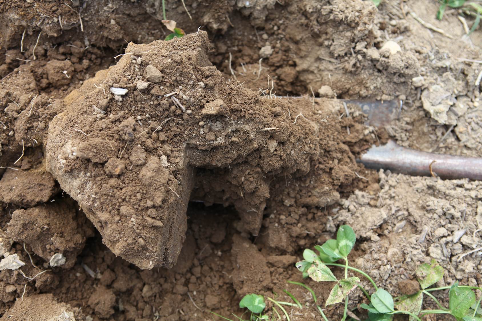 Biodrilling: how cover crop roots can help your ailing soil | No-till